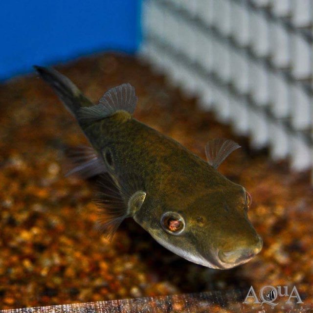 Target puffer ID | MonsterFishKeepers.com