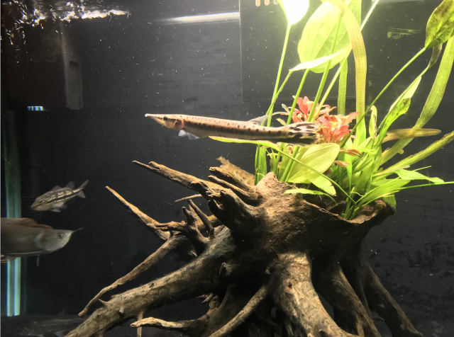 Screen Shot 2018-10-10 at 8.16.16 PM.png