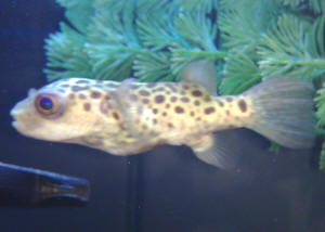 Imagen0357[1] GSP.jpg