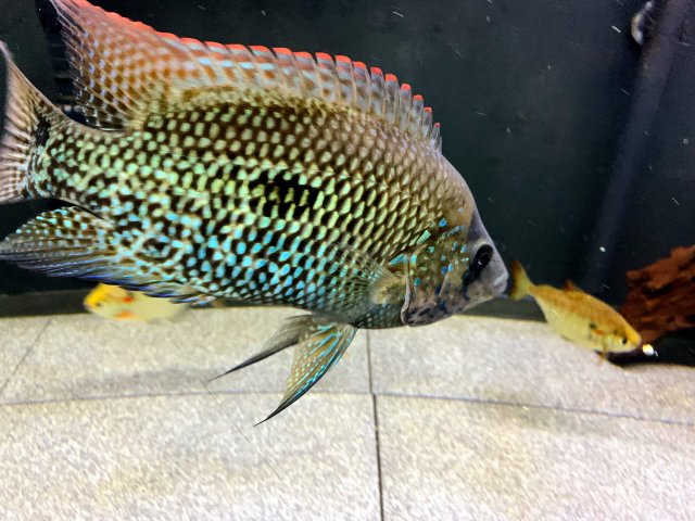 IMG_0219.jpg IMG_0219.jpg