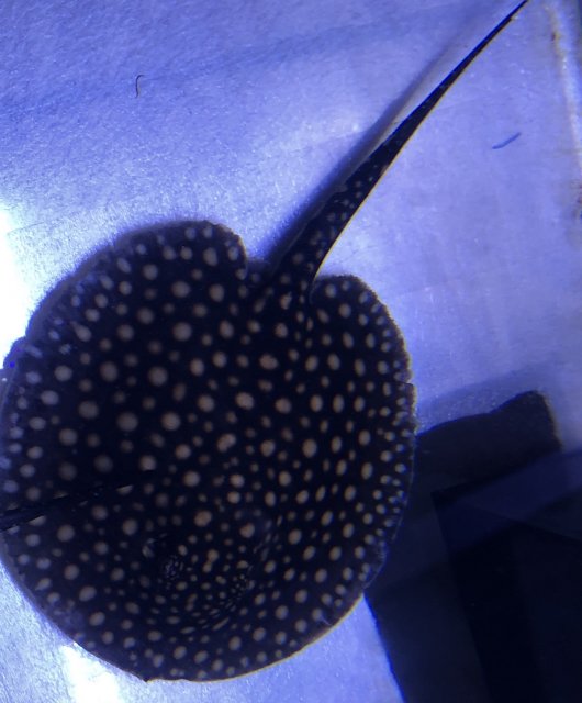 5549311D-802D-4594-930A-8CF48483CB8E.jpeg