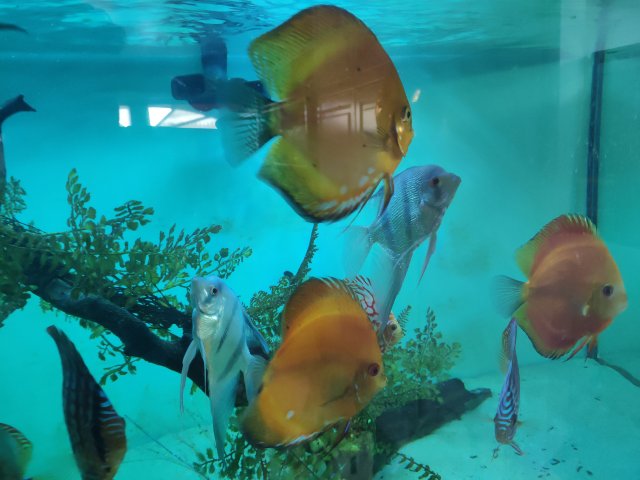 IMG_20181014_163844.jpg