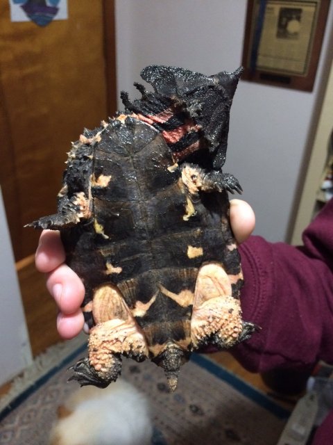 IMG_1219.JPGTURTLE BOTTOM.jpg