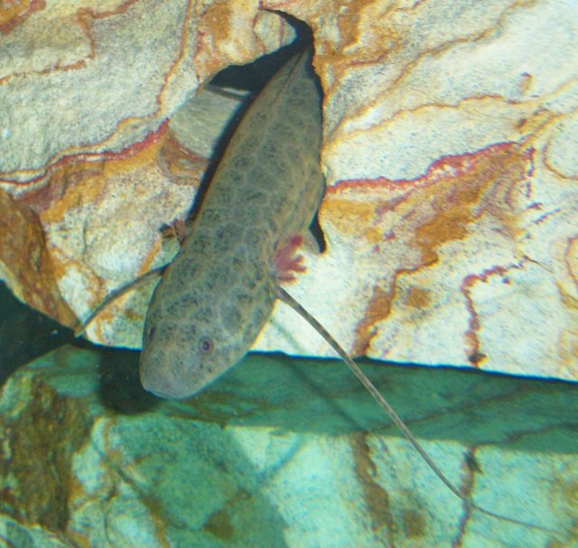 Lungfish, west african 1.JPG