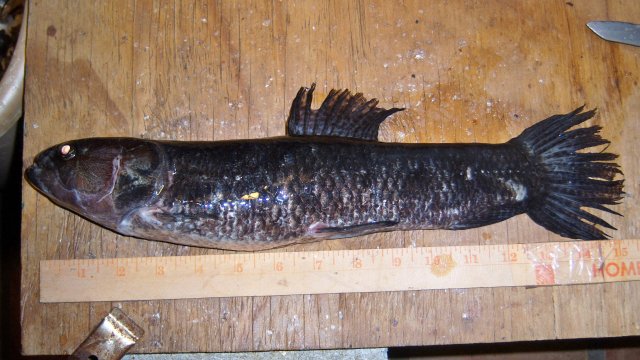 100_8243.JPG 100_8243.JPG