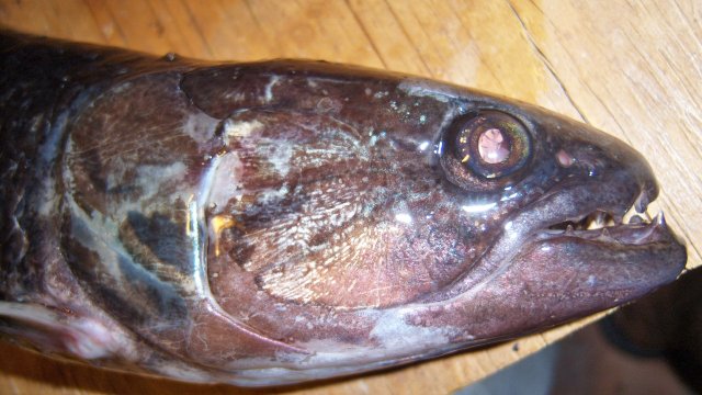 100_8245.JPG 100_8245.JPG