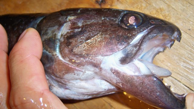 100_8246.JPG 100_8246.JPG