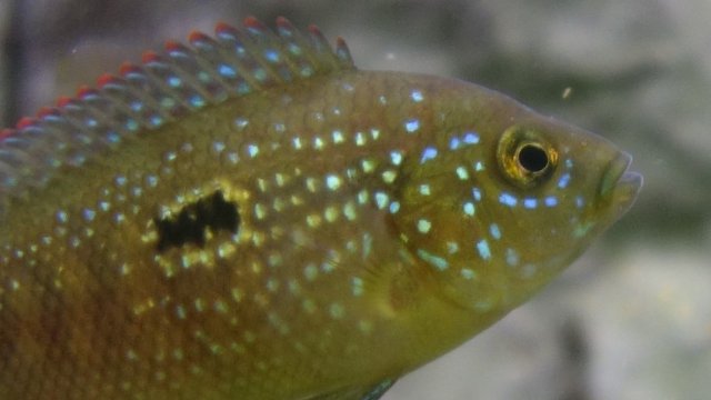 Male1OtherSide10-23 (2).JPG