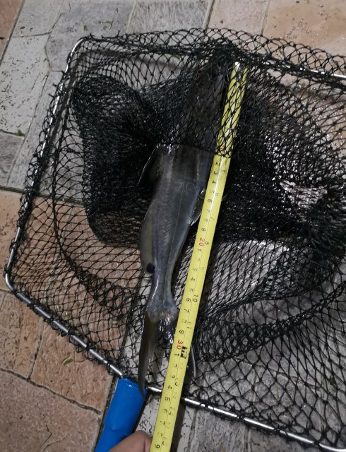 IMG_20181026_014037.jpg IMG_20181026_014037.jpg