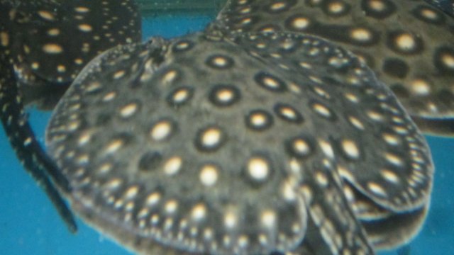 IMG_3918.JPG