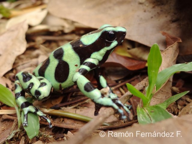 green-and-black-poison-dart-frog-Dendrobates-auratus-1024x768.jpg