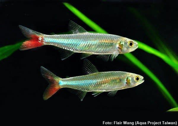 red-tail-tetra-freshwater.jpg