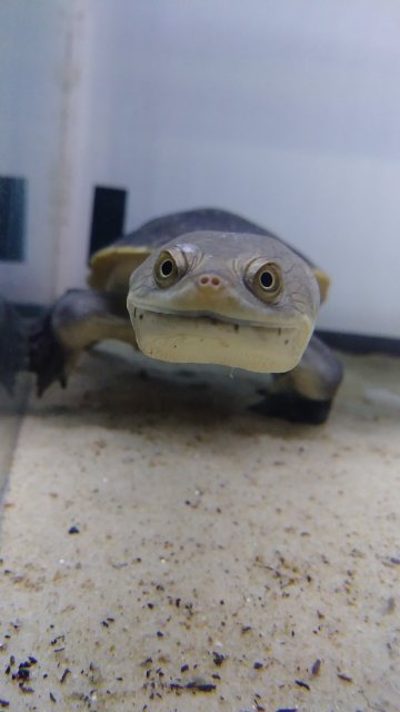 snakenecked.jpg snakenecked.jpg