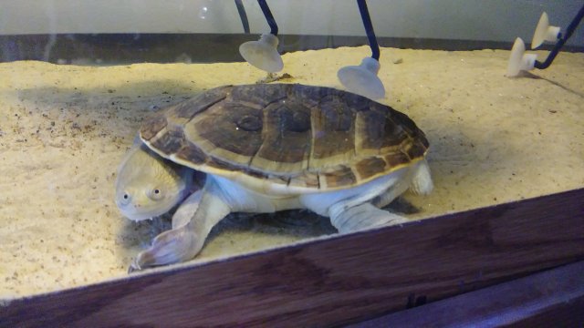 snakeneck turt.jpg snakeneck turt.jpg