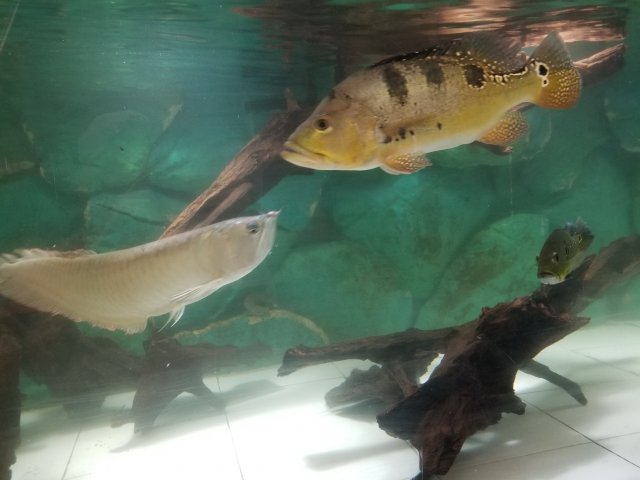 20180417_183156.jpg 20180417_183156.jpg