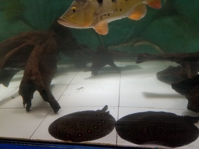 20180417_183149.jpg 20180417_183149.jpg