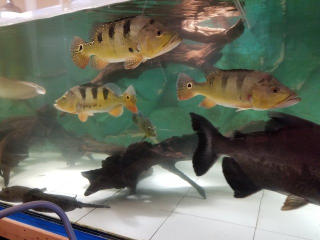 20180417_183144.jpg 20180417_183144.jpg