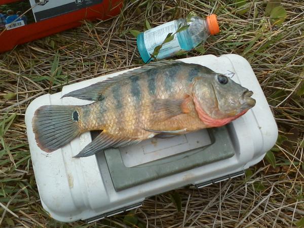 cichlid.jpeg