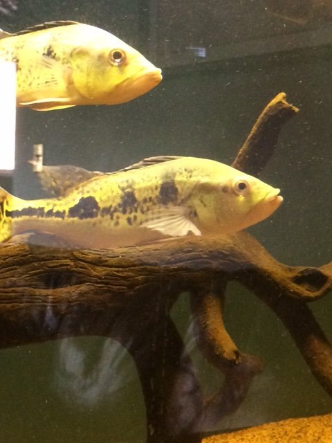 IMG_1288.JPG NREW BASS.jpg