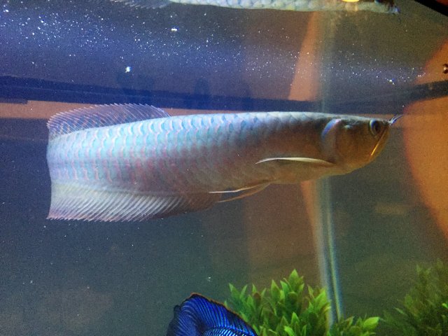 Sterling.JPG Sterling.JPG