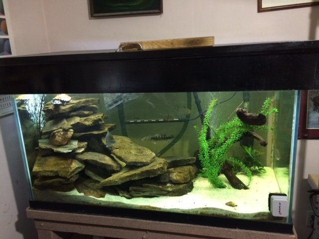 IMG_1309.JPG TANK MATA.jpg