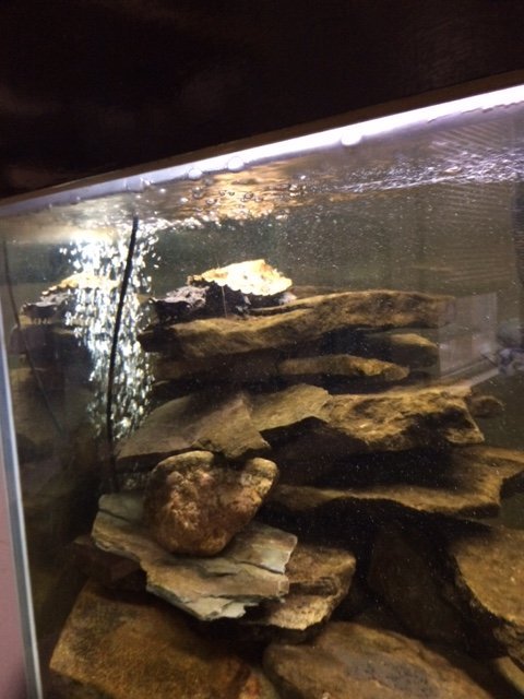 IMG_1308.JPG MATA.jpg