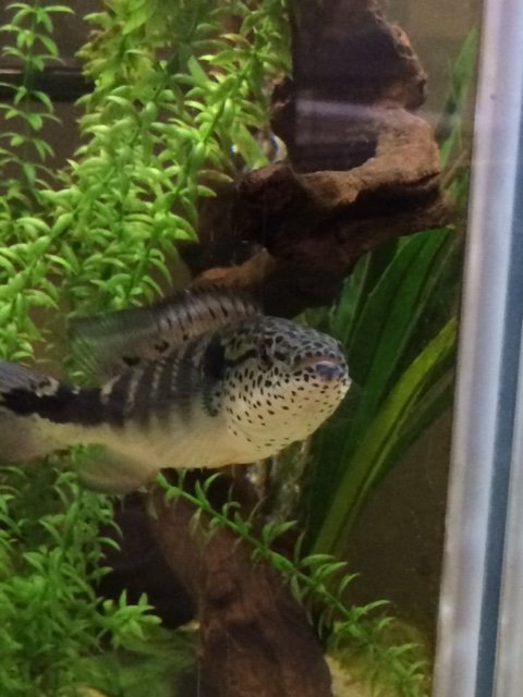 IMG_1320.JPG PIKE 2.jpg