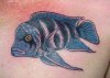 Blue_Fish_Tattoo_by_Mr_Taboo.jpg