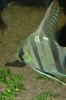 Akvarium 064b.jpg