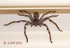 huntsman%20in%20melb.jpg