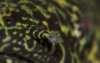 Bichir1.jpg