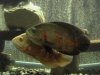 Bryan's Fish (30).JPG