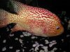 fwflowerhorn1127409471.jpg