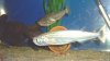 vulpinus-payara-00b.JPG