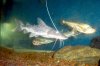 paraiba_payara-01.JPG