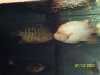 Fishes 3 671.jpg