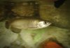 DSC00031a.JPG