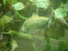 the pacu 2.jpg
