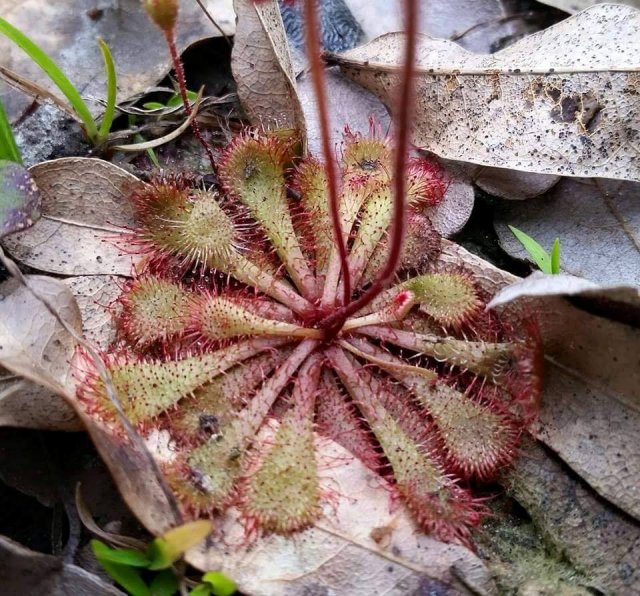 drosera brevifolia.jpg drosera brevifolia.jpg