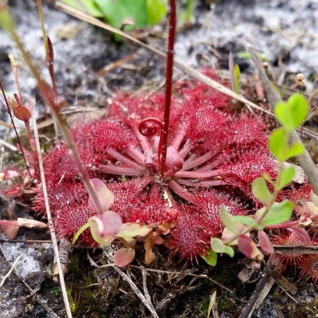 drosera capillaris.jpg drosera capillaris.jpg