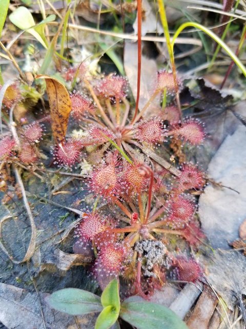 drosera cf long arm.jpg drosera cf long arm.jpg