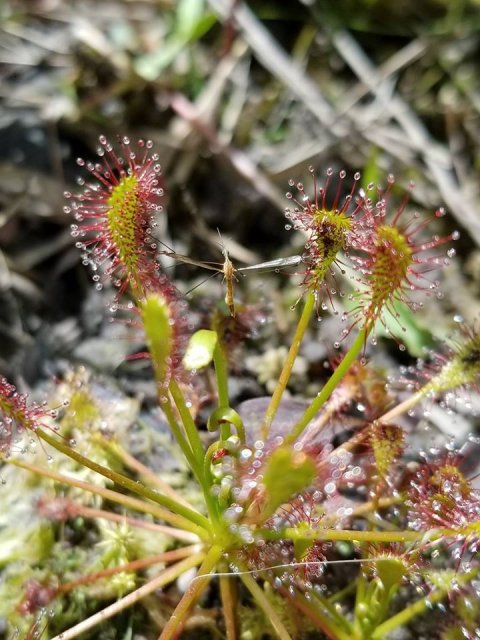 drosera intermedia.jpg