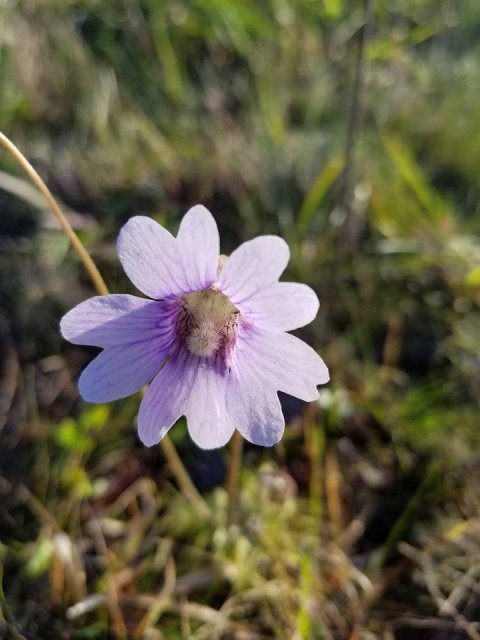 pinguicula caerulea flower.jpg