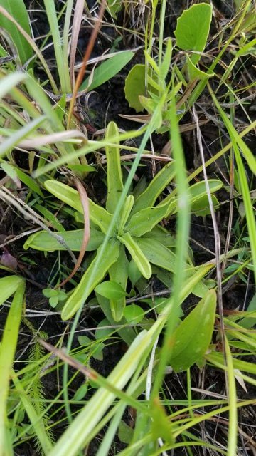 pinguicula no flower.jpg