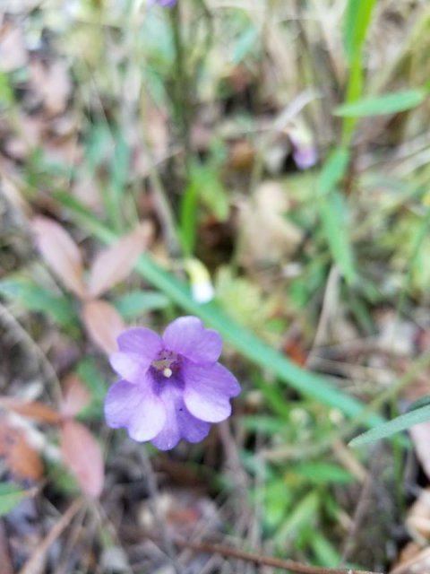 pinguicula pumila flower.jpg