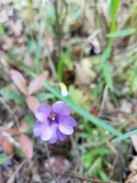 pinguicula pumila flower.jpg pinguicula pumila flower.jpg