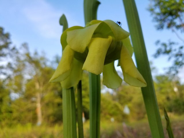 sarracenia flava flower.jpg