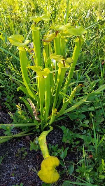 sarracenia flava.jpg