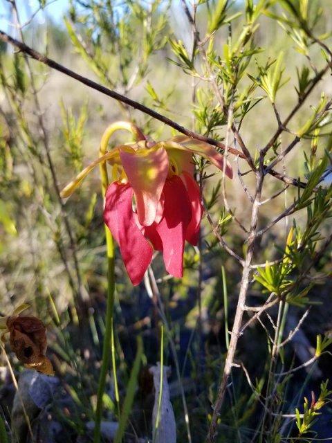 sarracenia formosa flower.jpg