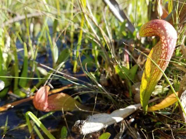 sarracenia formosa x pscitticina.jpg